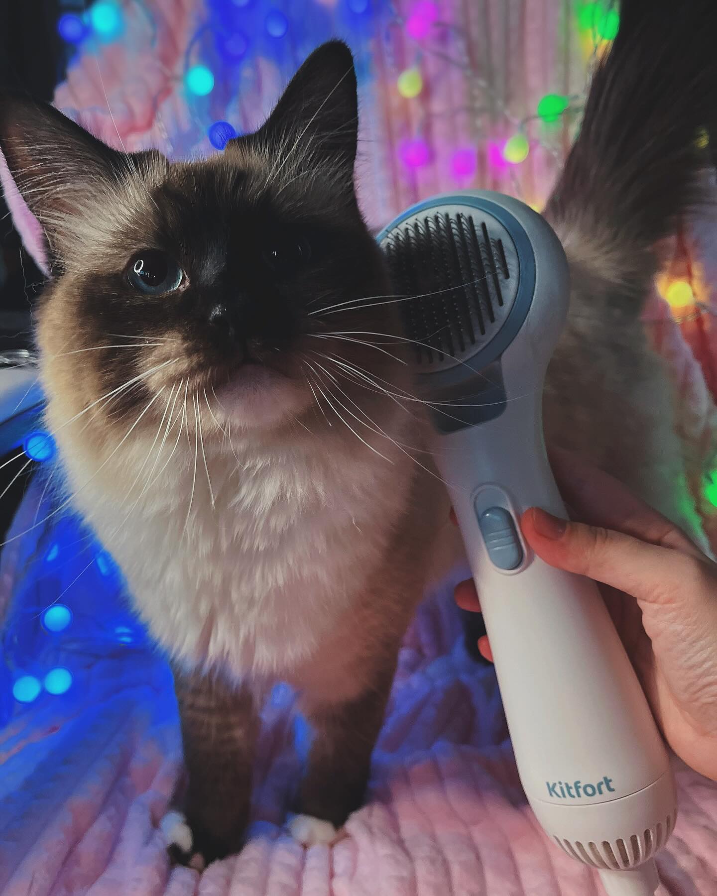 Приз: Соковыжималка для цитрусовых Kitfort КТ-1168 - победитель конкурса Kitfort 2025 год