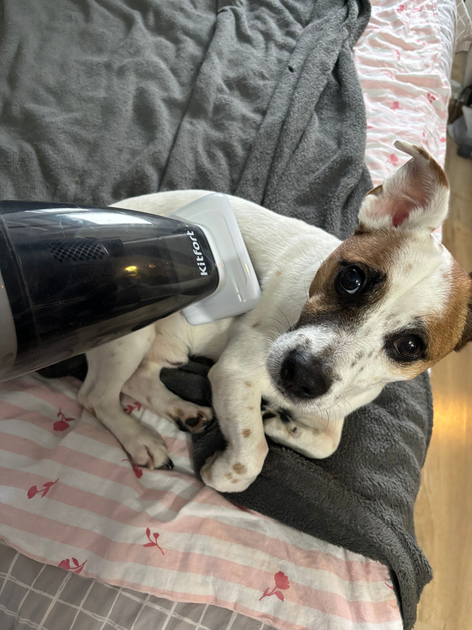 Приз: Весы Kitfort КТ-805 - победитель конкурса Kitfort 2026 год