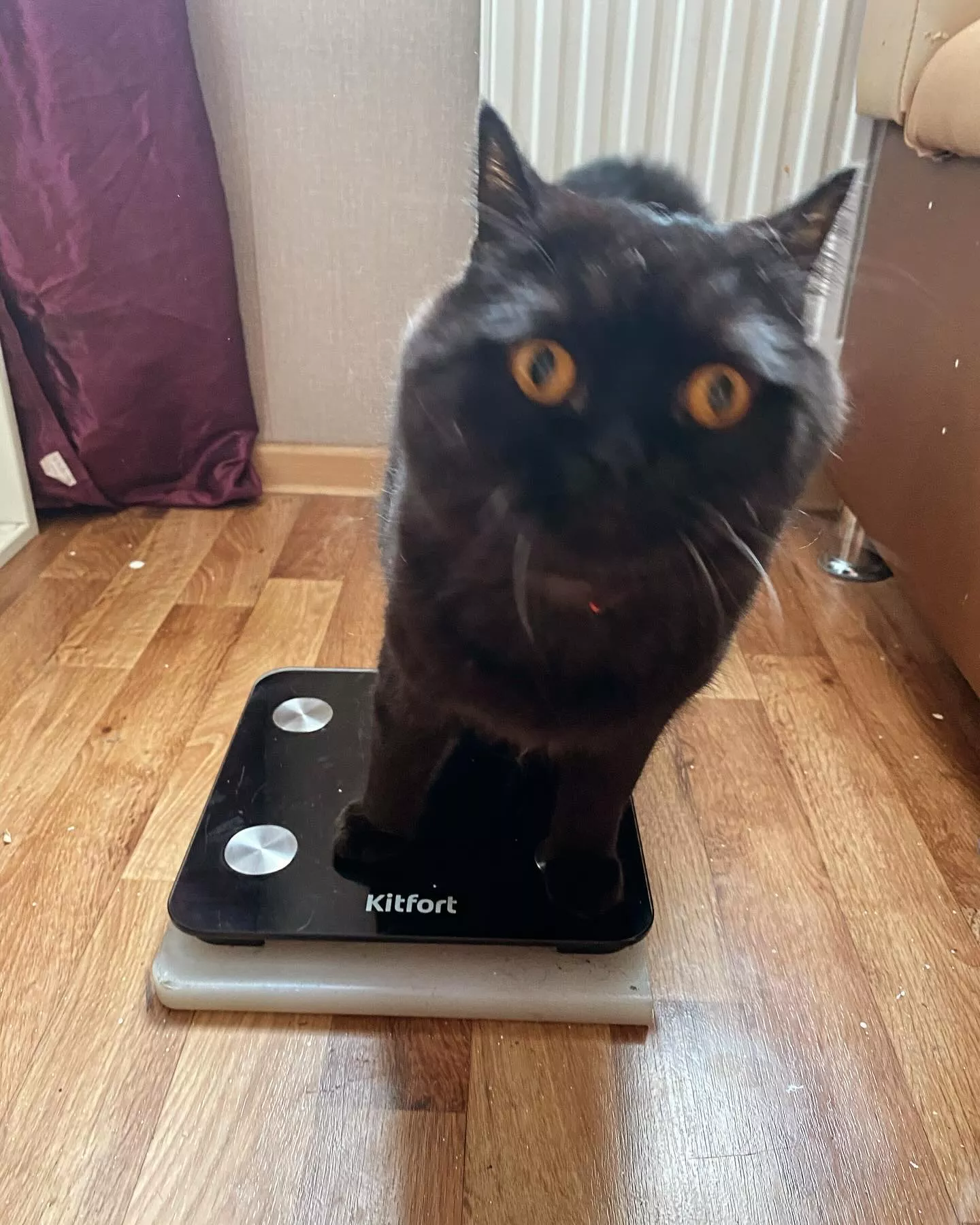 Весы Kitfort КТ-805 купить по цене 1 290 ₽: отзывы, фото, характеристики